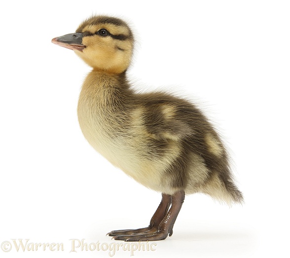 Mallard Duckling, white background