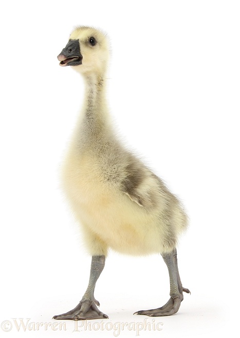 Embden x Greylag Gosling, white background