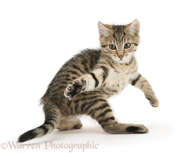 Playful tabby male kitten, Stanley, 12 weeks old, in acrobatic maneuver, white background