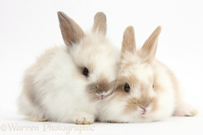Two Baby Lionhead x Lop rabbits, white background