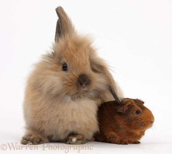 Windmill-eared Lionhead x Lop rabbit and baby Guinea pig, white background