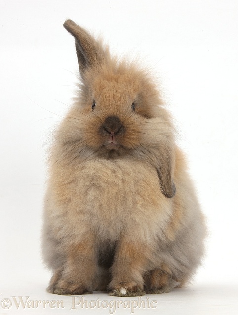 Windmill-eared Lionhead x Lop rabbit, sitting up, white background