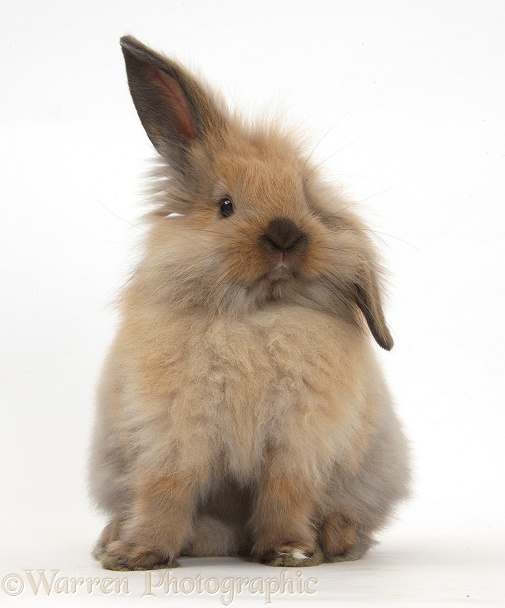 Windmill-eared Lionhead x Lop rabbit, sitting up, white background