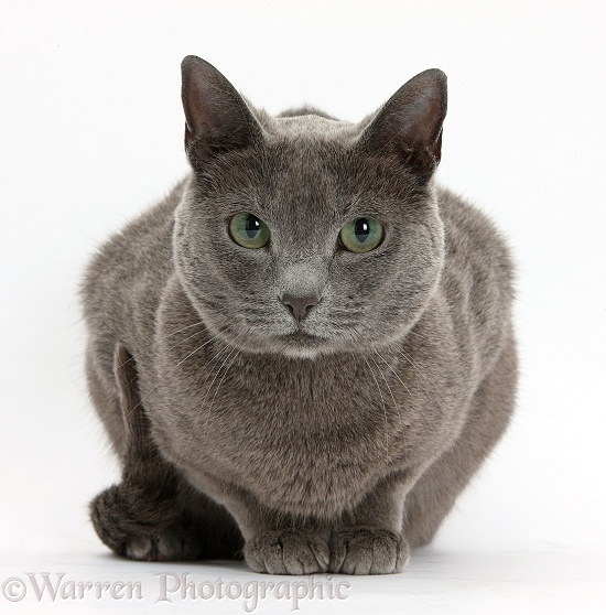 Russian Blue female cat with green eyes, white background