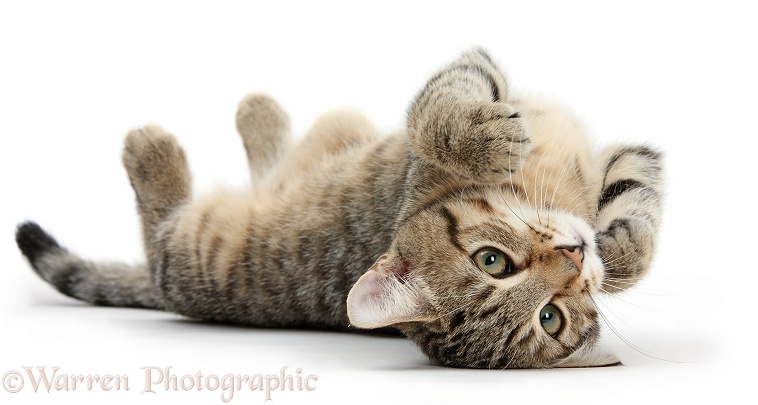 Tabby male kitten, Stanley, 4 months old, rolling playfully on his back, white background