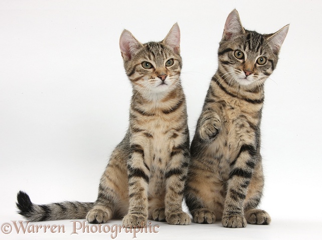 Tabby kittens, Stanley and Fosset, 4 months old, sitting together, white background