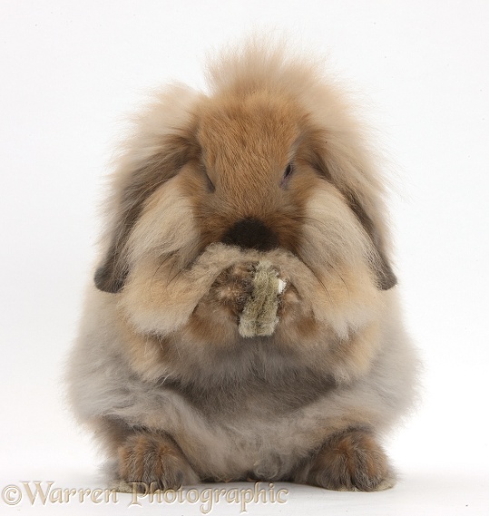 Fluffy Lionhead x Lop rabbit, grooming, white background