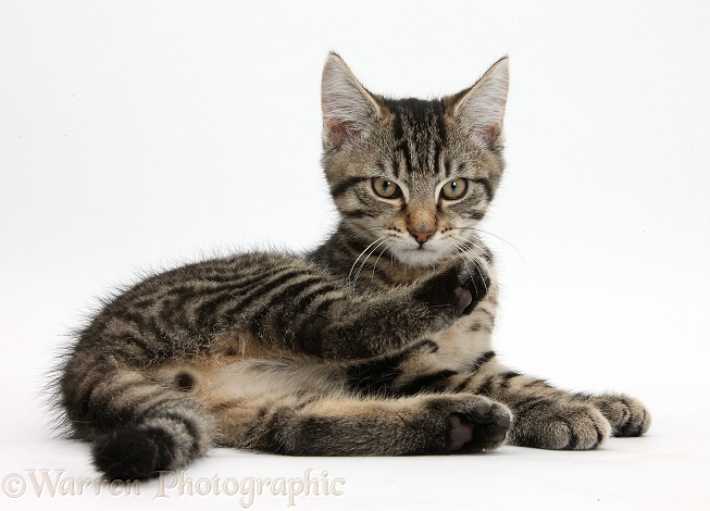 Tabby male kitten, Fosset, 3 months old, lying with his head up, white background