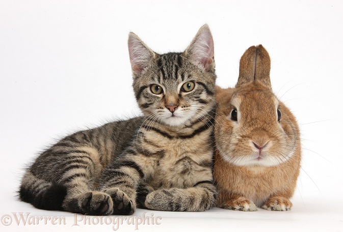 Tabby male kitten, Fosset, 3 months old, with Netherland-cross rabbit, Peter, white background