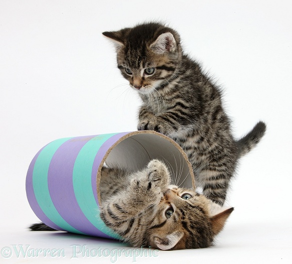 Two cute tabby kittens, Stanley and Fosset, 7 weeks old, playing with a tube, white background