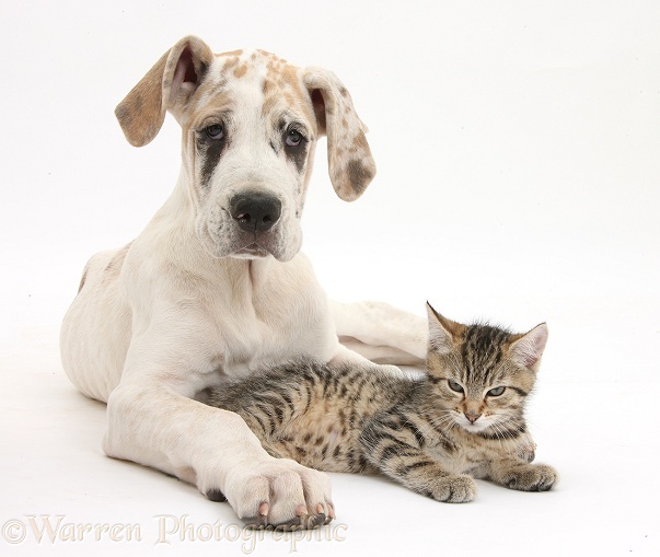 Cute tabby kitten, Stanley, 10 weeks old, with Great Dane pup, Tia, 14 weeks old, white background