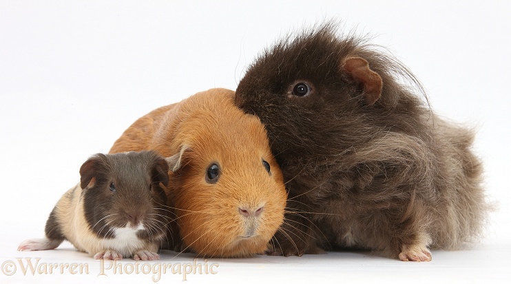 Mother and father Guinea pig with baby, white background