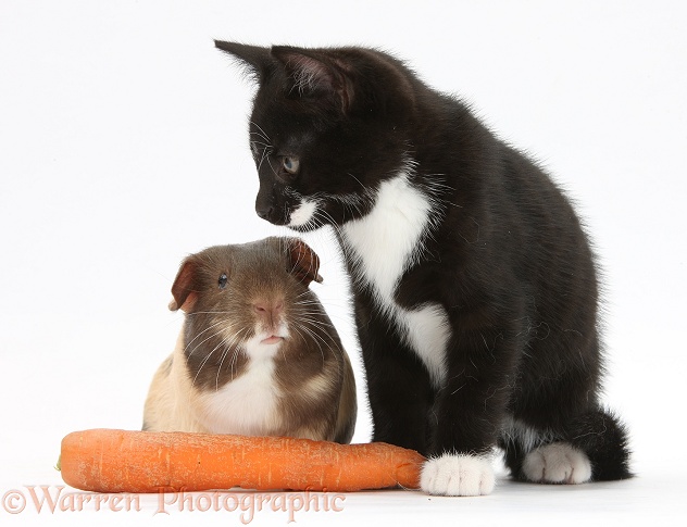 Black-and-white tuxedo male kitten, Tuxie, 9 weeks old, with tricolour Guinea pig and carrot, white background