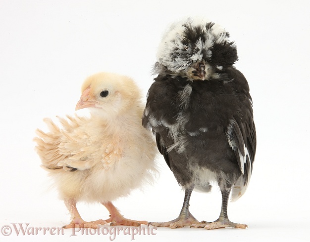 Frizzle feather chicken chick and Polish chick, white background
