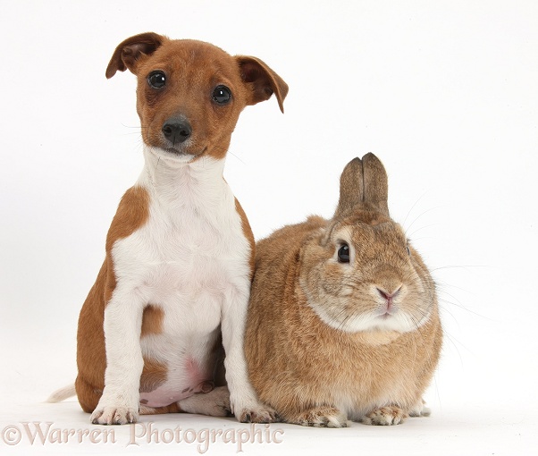 Jack Russell Terrier x Chihuahua pup, Nipper, with Netherland-cross rabbit, Peter, white background