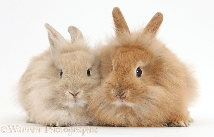 Lionhead-cross rabbits, white background