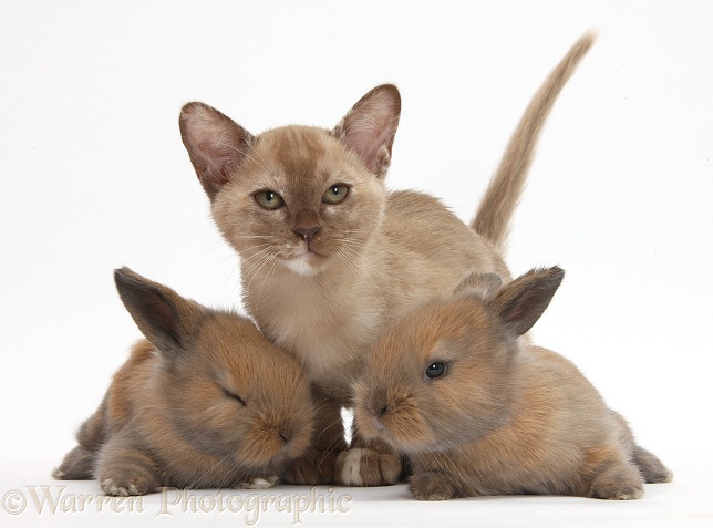 Burmese kitten with baby rabbits, white background