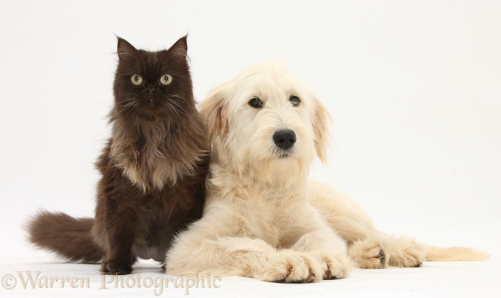 Goldendoodle bitch, Jasmine, 6 months old, and chocolate cat, Chanel, white background