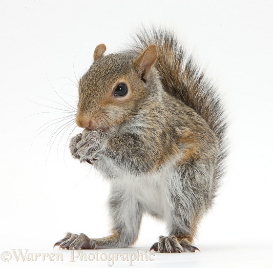 Young Grey Squirrel (Sciurus carolinensis) eating a hazelnut, white background