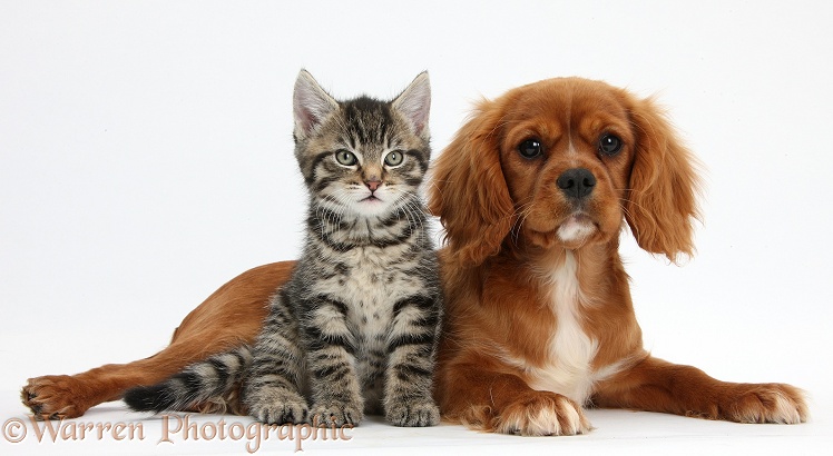 Tabby kitten, Fosset, 8 weeks old, with Ruby Cavalier King Charles Spaniel bitch, Star, white background