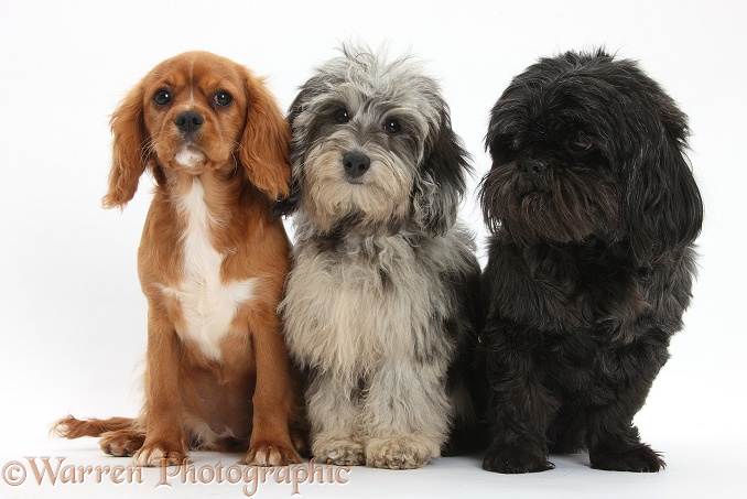 Fluffy black-and-grey Daxie-doodle pup, Pebbles, with ruby Cavalier King Charles Spaniel pup, Star, and black Shih-tzu, white background