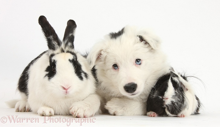 Black-and-white Border Collie bitch pup, Ice, 9 weeks old, with Black-and-white Guinea pig and rabbit, Bandit, white background