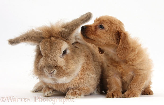 Red Daxie-doodle pup, 6 weeks old, and Lionhead-cross rabbit, Tedson, white background