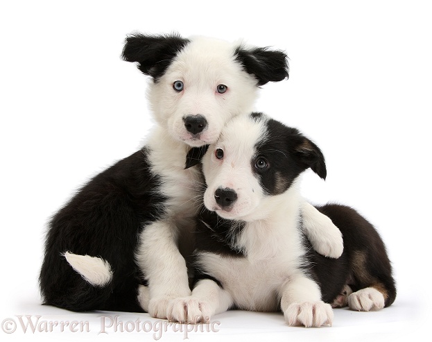 Two black-and-white Border Collie puppies, white background