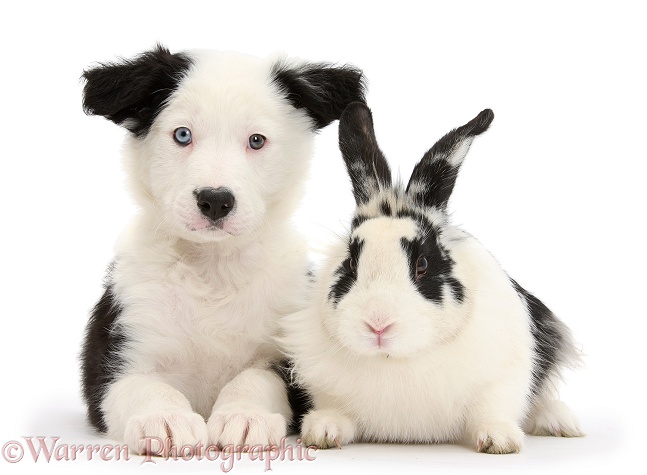 Black-and-white Border Collie pup and black-and-white rabbit, Bandit, white background