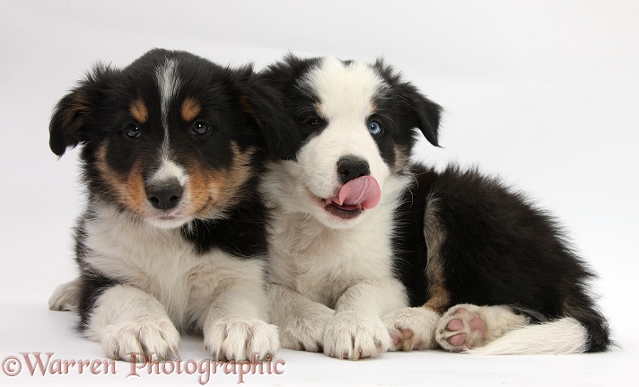 Tricolour Border Collie pups, Basil and Drift, 8 weeks old, white background