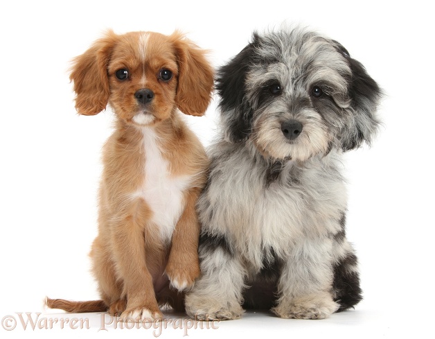 Fluffy black-and-grey Daxie-doodle pup, Pebbles, with ruby Cavalier King Charles Spaniel pup, Star, white background