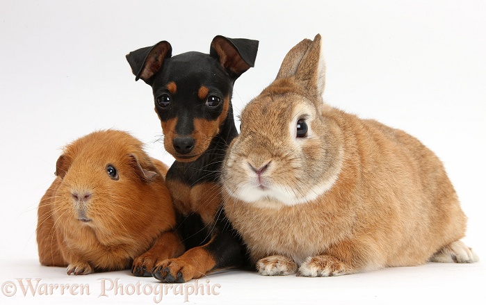 Miniature Pinscher puppy, Orla, with Netherland dwarf-cross rabbit, Peter, and Red Guinea pig, white background