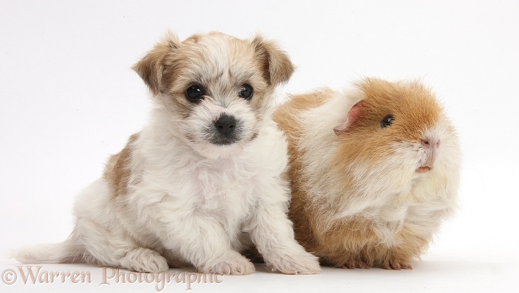 Bichon Frise x Yorkshire Terrier pup, 6 weeks old, and shaggy Guinea pig, white background