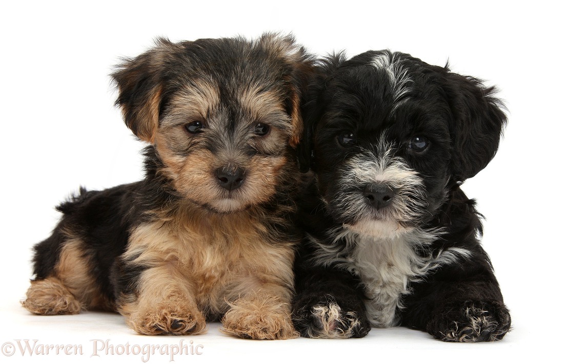 Yorkipoo pups, 7 weeks old, white background