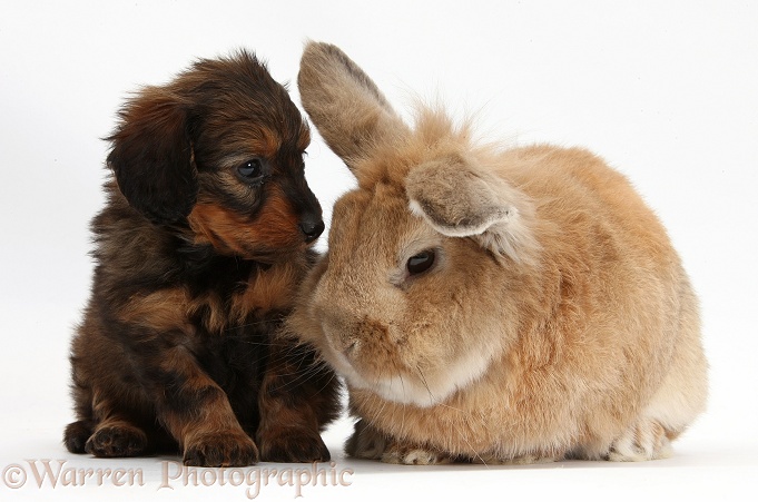 Red-and-black merle Daxie-doodle pup, 6 weeks old, and Lionhead-cross rabbit, Tedson, white background