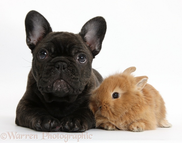 Dark brindle French Bulldog pup, Bacchus, 9 weeks old, with sandy baby rabbit, white background