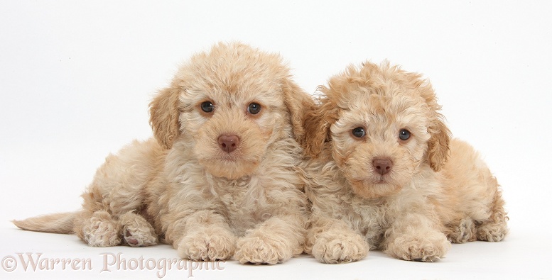 Two toy Labradoodle puppies, white background