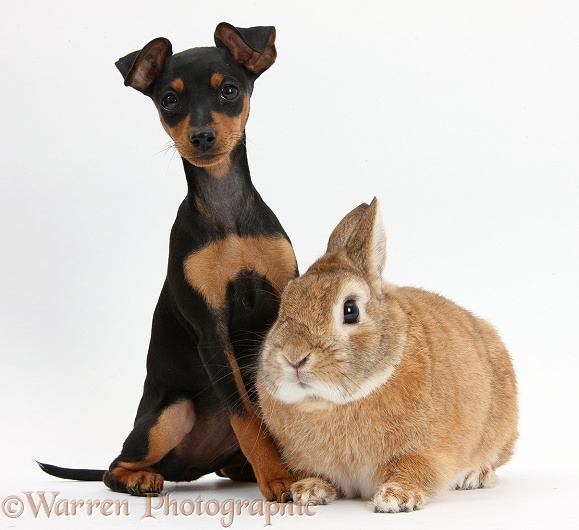 Miniature Pinscher puppy, Orla, with Netherland dwarf-cross rabbit, Peter, white background