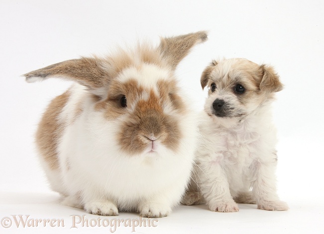 Bichon Frise x Yorkshire Terrier pup, 6 weeks old, and matching sandy-and-white rabbit, white background