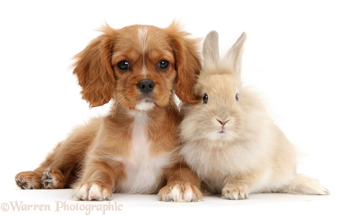 Cavalier King Charles Spaniel pup, Star, with Sandy rabbit, white background