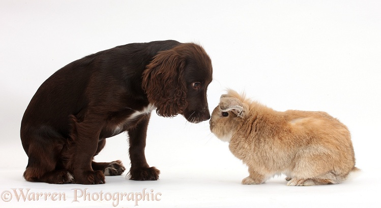 Chocolate Cocker Spaniel pup, Jeff, 4 months old, nose to nose with Lionhead-cross rabbit, Tedson, white background