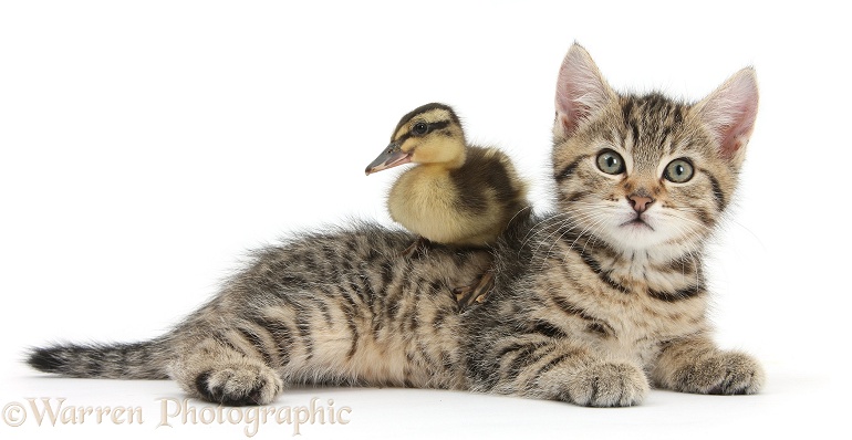 Cute tabby kitten, Stanley, 9 weeks old, with Mallard duckling, white background