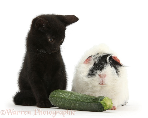 Black male kitten, Buxie, 8 weeks old, and black-and-white Guinea pig with a courgette, white background