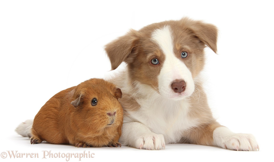 Lilac Border Collie pup and red Guinea pig, white background