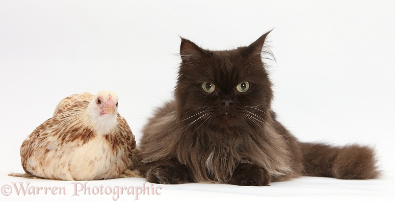 Chocolate cat, Chanel, with a bantam chicken, white background