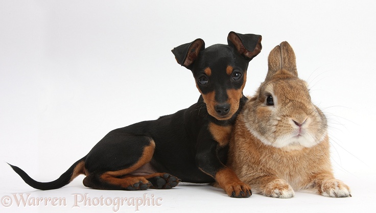 Miniature Pinscher puppy, Orla, with Netherland dwarf-cross rabbit, Peter, white background