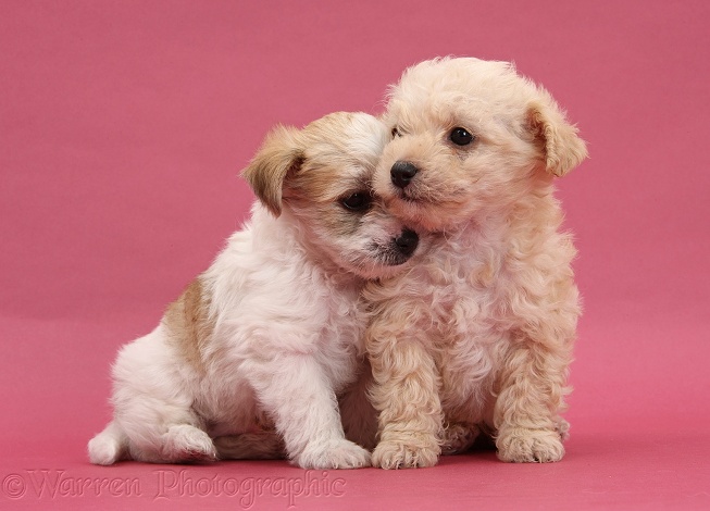 Bichon Frise x Yorkshire Terrier pups, 6 weeks old, kissing on pink background