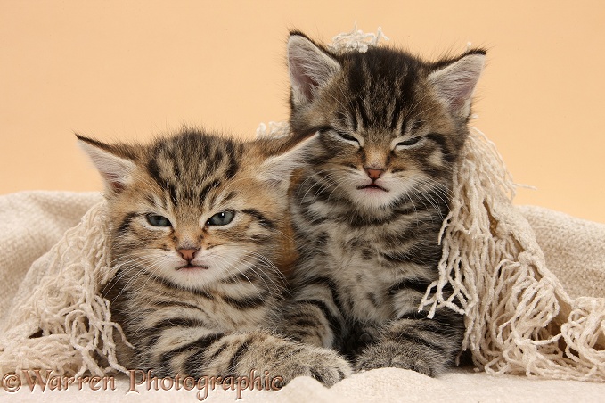 Cute sleepy tabby kittens, Stanley and Fosset, 5 weeks old, under a beige shawl