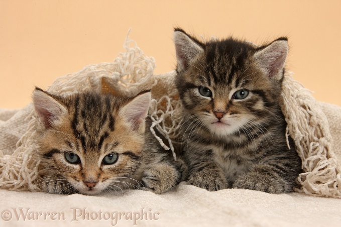 Cute tabby kittens, Stanley and Fosset, 5 weeks old, under a beige shawl