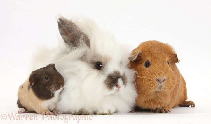 Red Guinea pig and baby with fluffy rabbit, white background